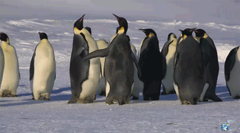 Most azonnal hagyd abba a munkát! Pár percre pingvineket kéne nézegetni…